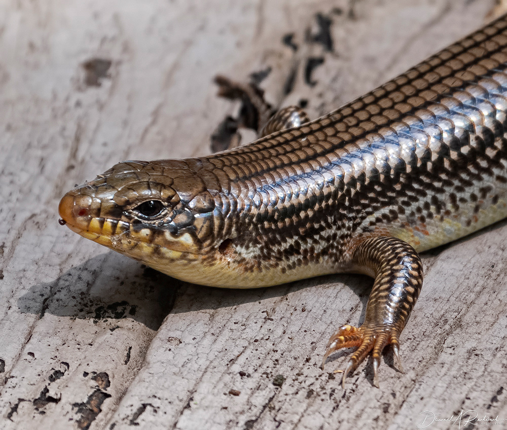 Great Plains Skink