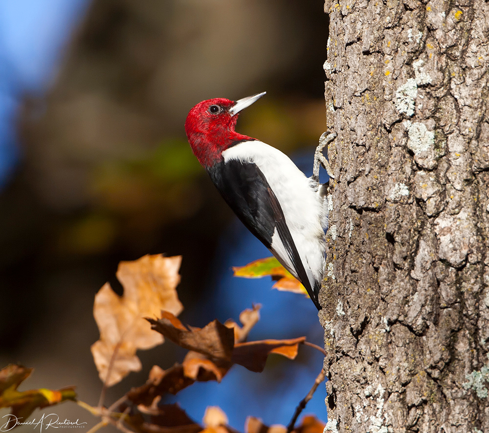 Red-headed Woodpecker 1