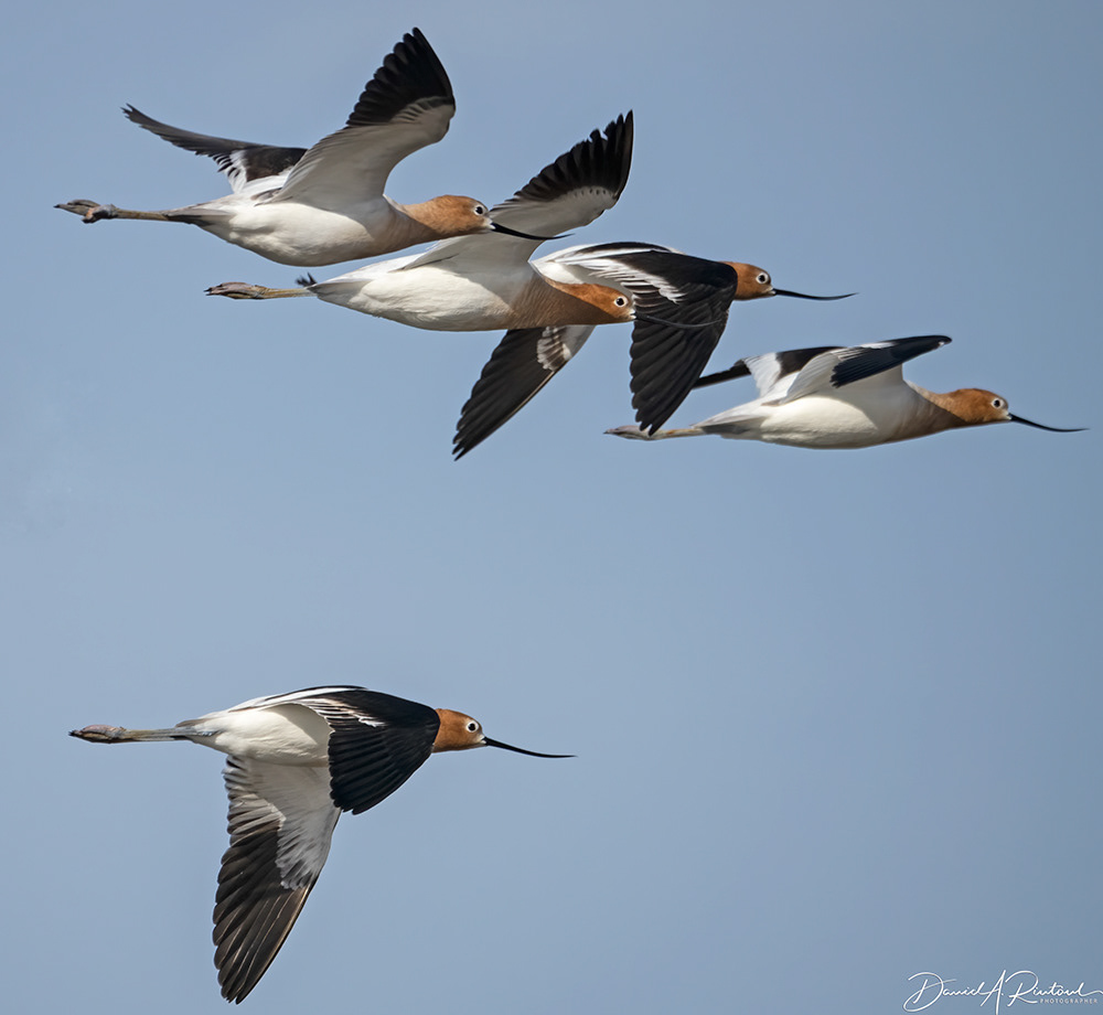 American Avocet 1