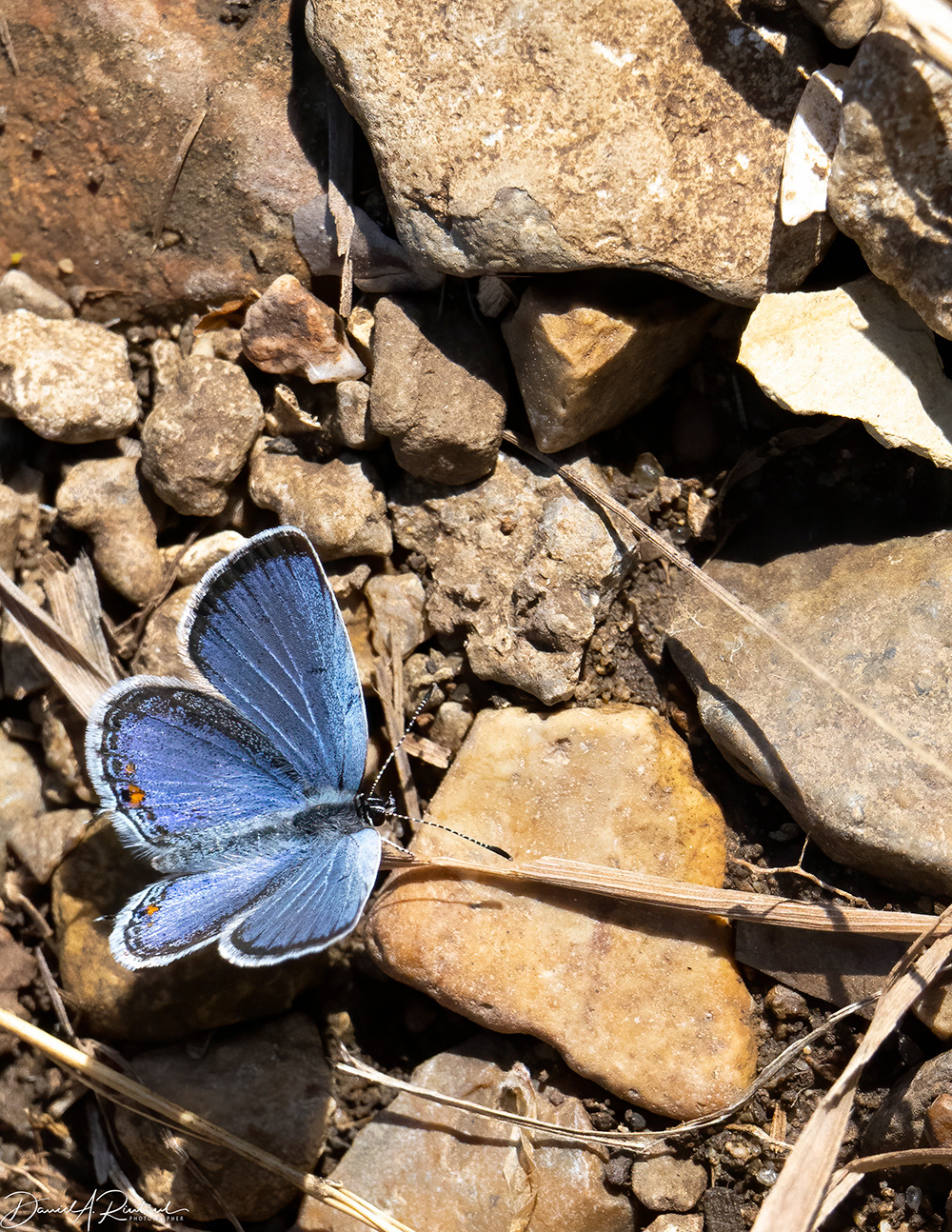Blue Butterfly