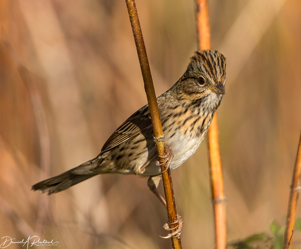 Lincoln's Sparrow