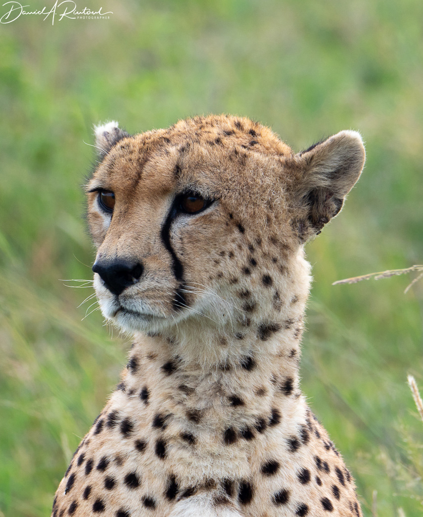 Cheetah on alert