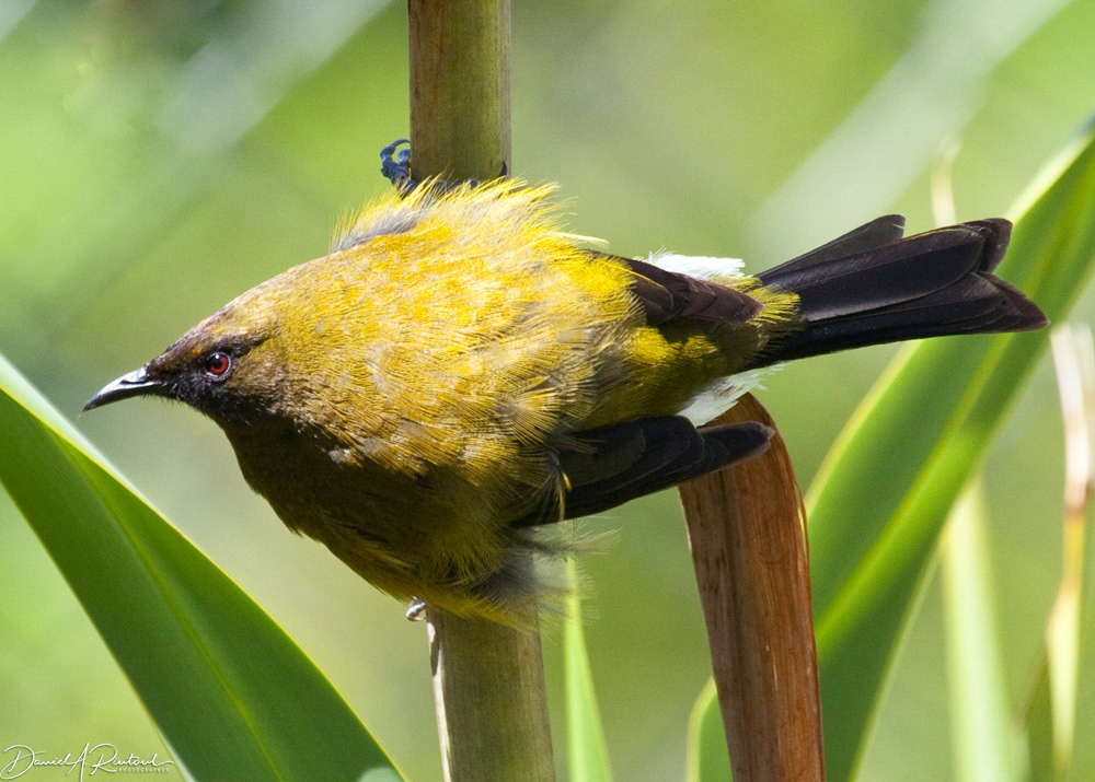 Bellbird