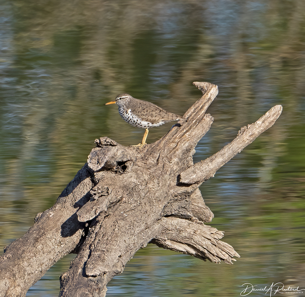 Spotted Sandpiper