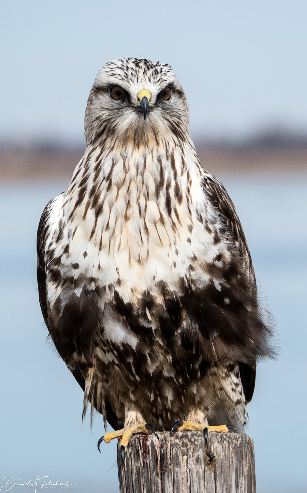Rough-legged hawk 2