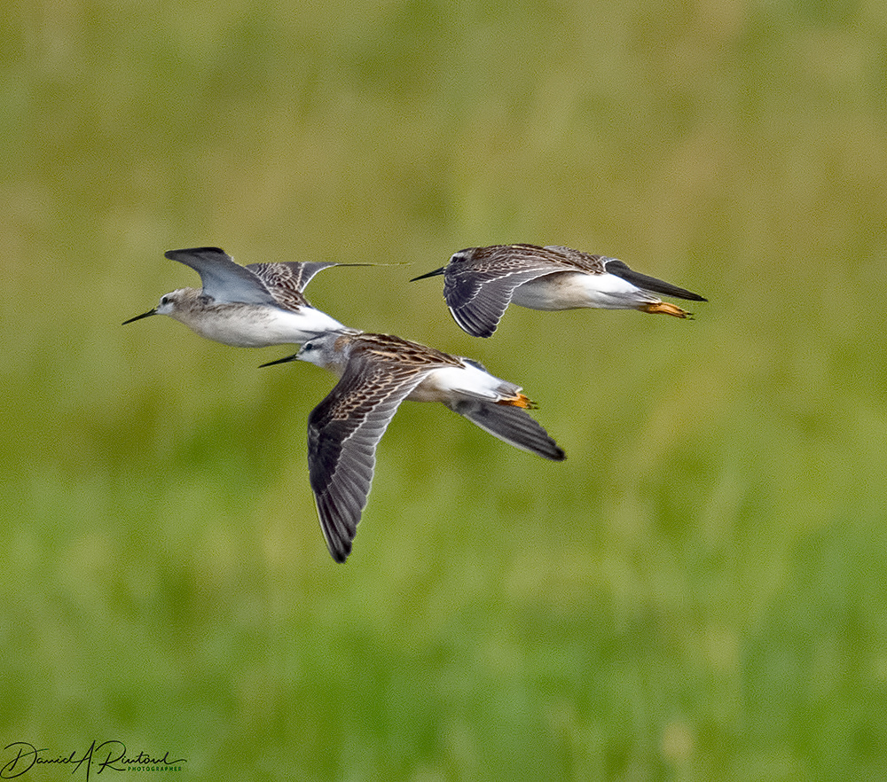Wilson's Phalarope 3