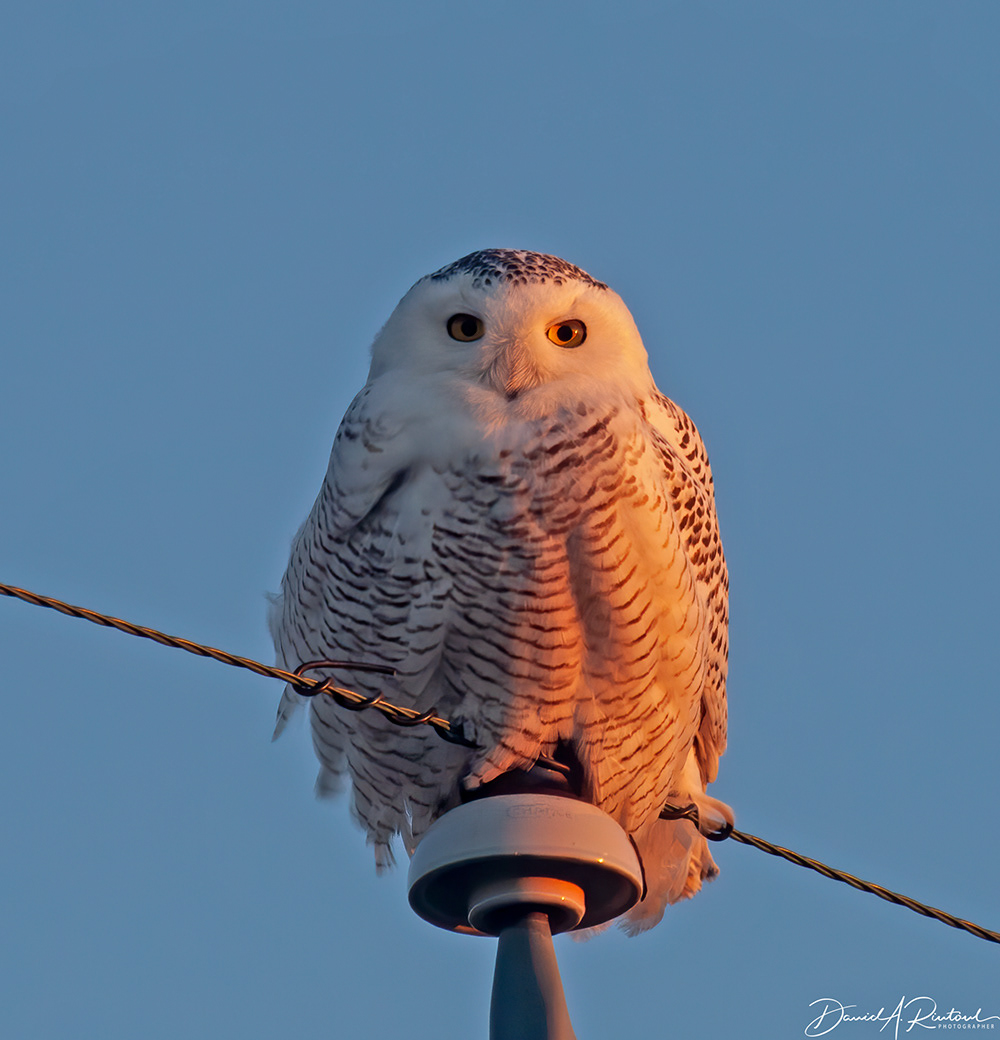 Snowy Owl 2