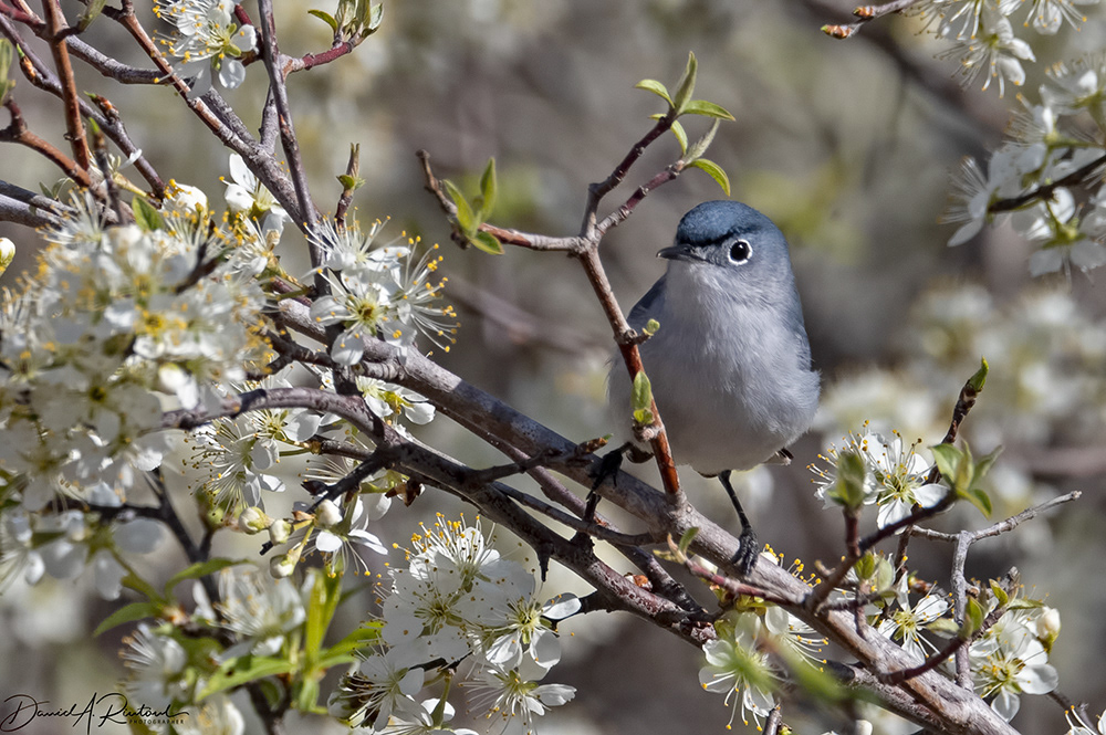 Blue-gray Gnatcatcher 4
