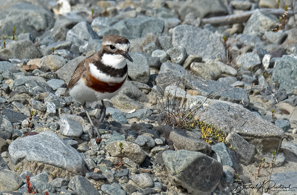 Banded Dotterel