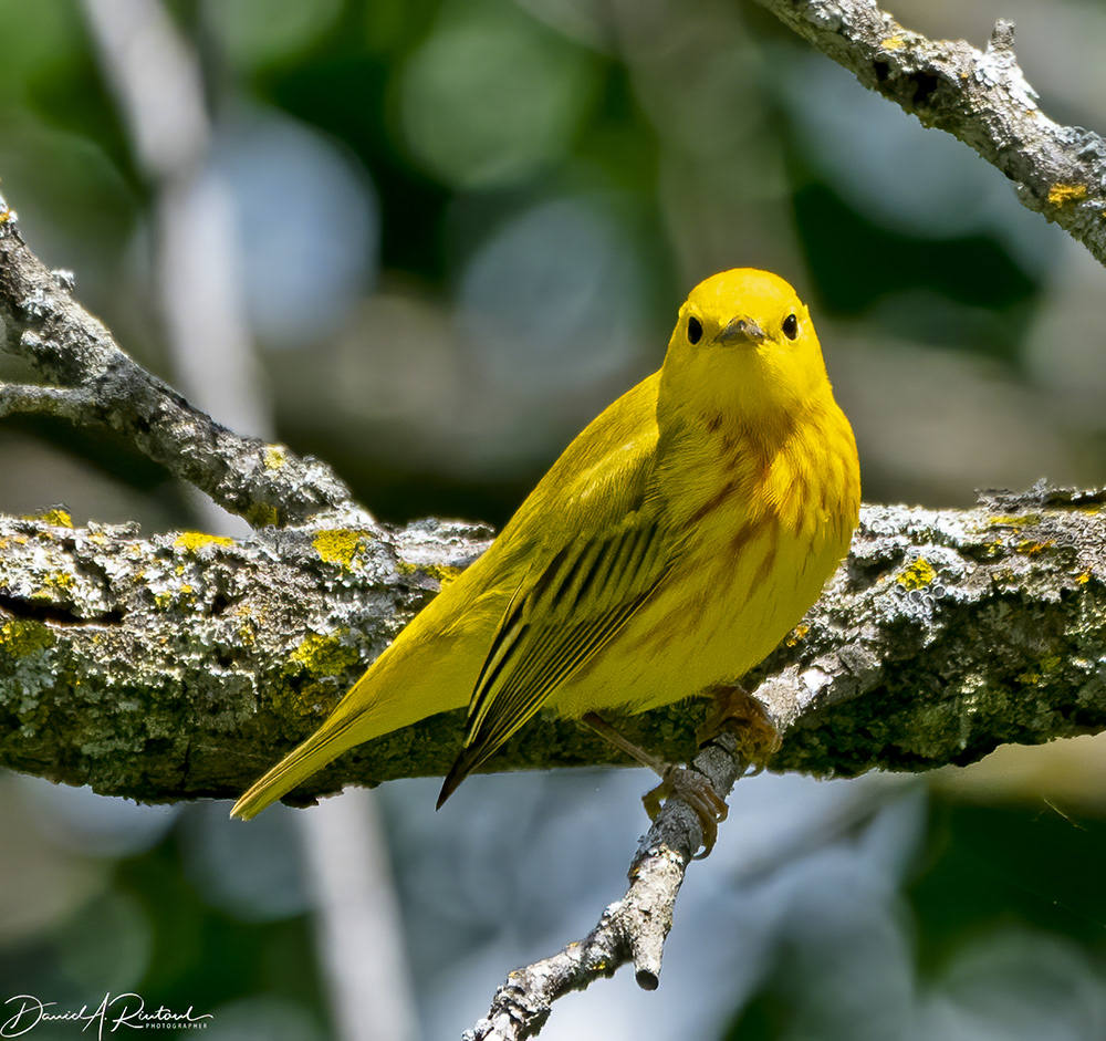 Yellow Warbler