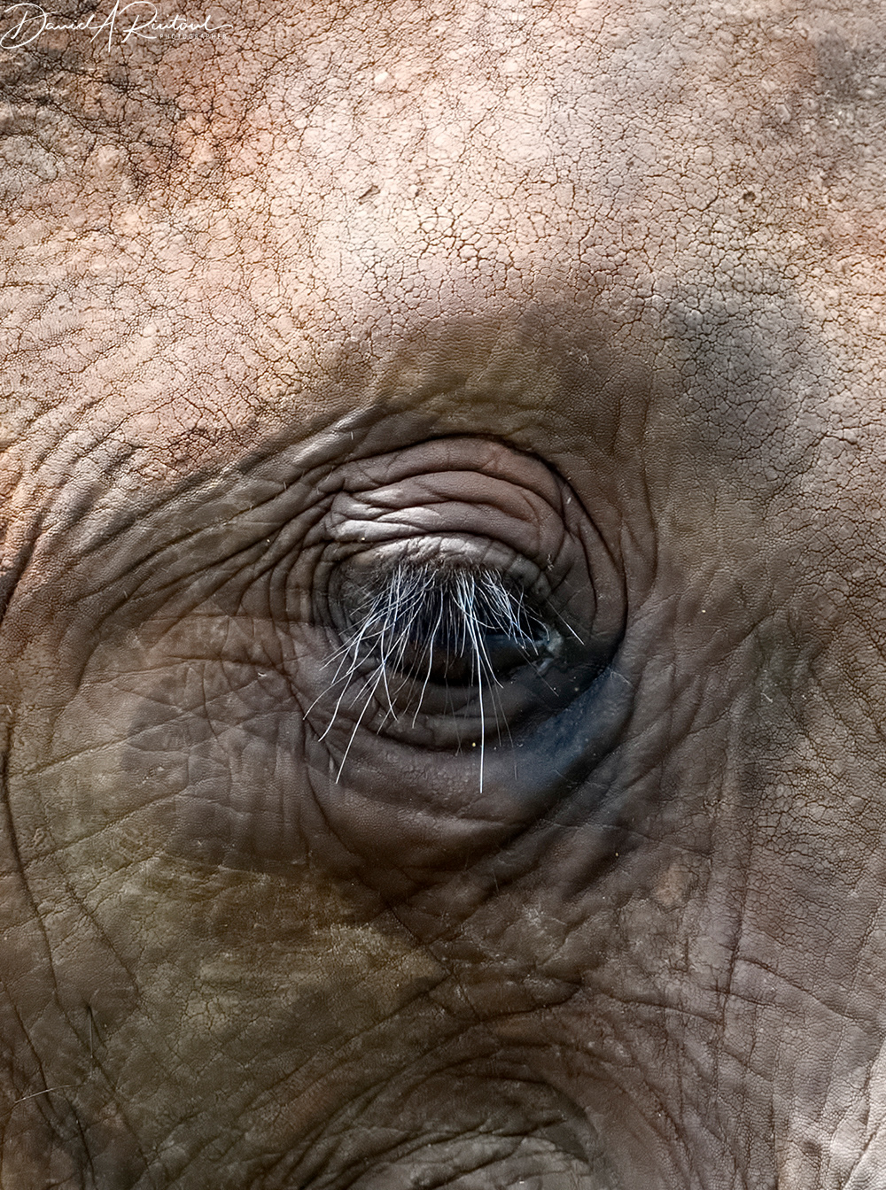 Elephant eye