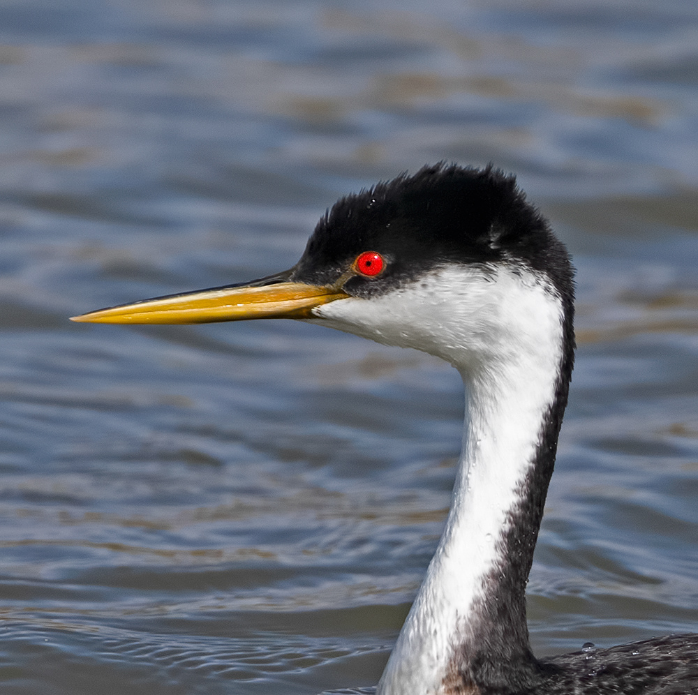 Western Grebe 2