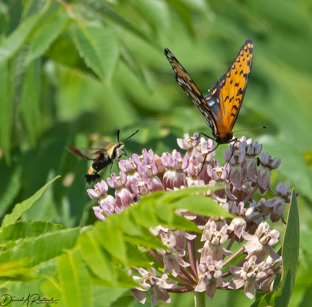 Snowberry Clearwing and Regal Fritillary