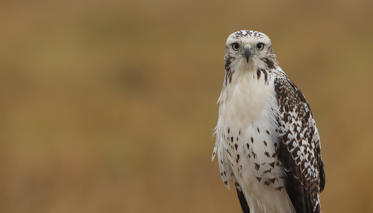 Red-tailed Hawk 6