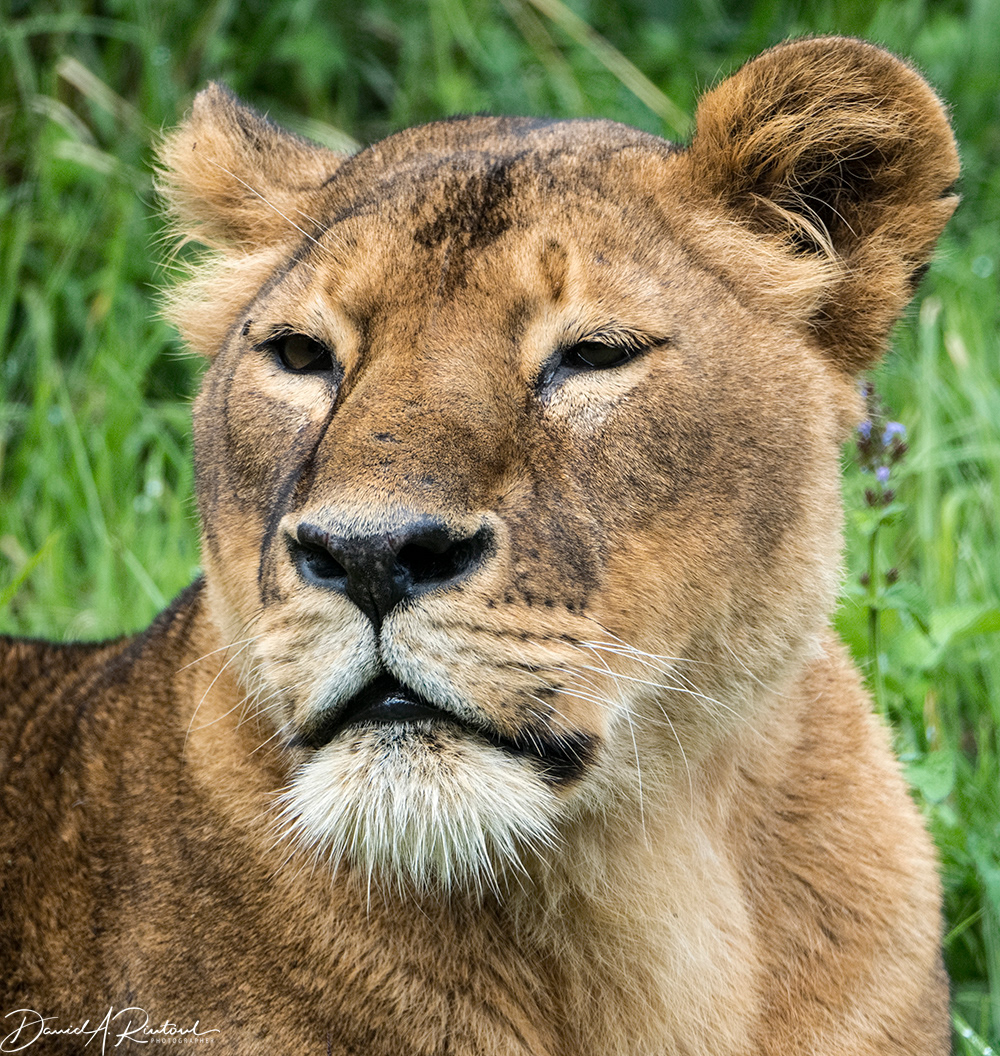Lioness