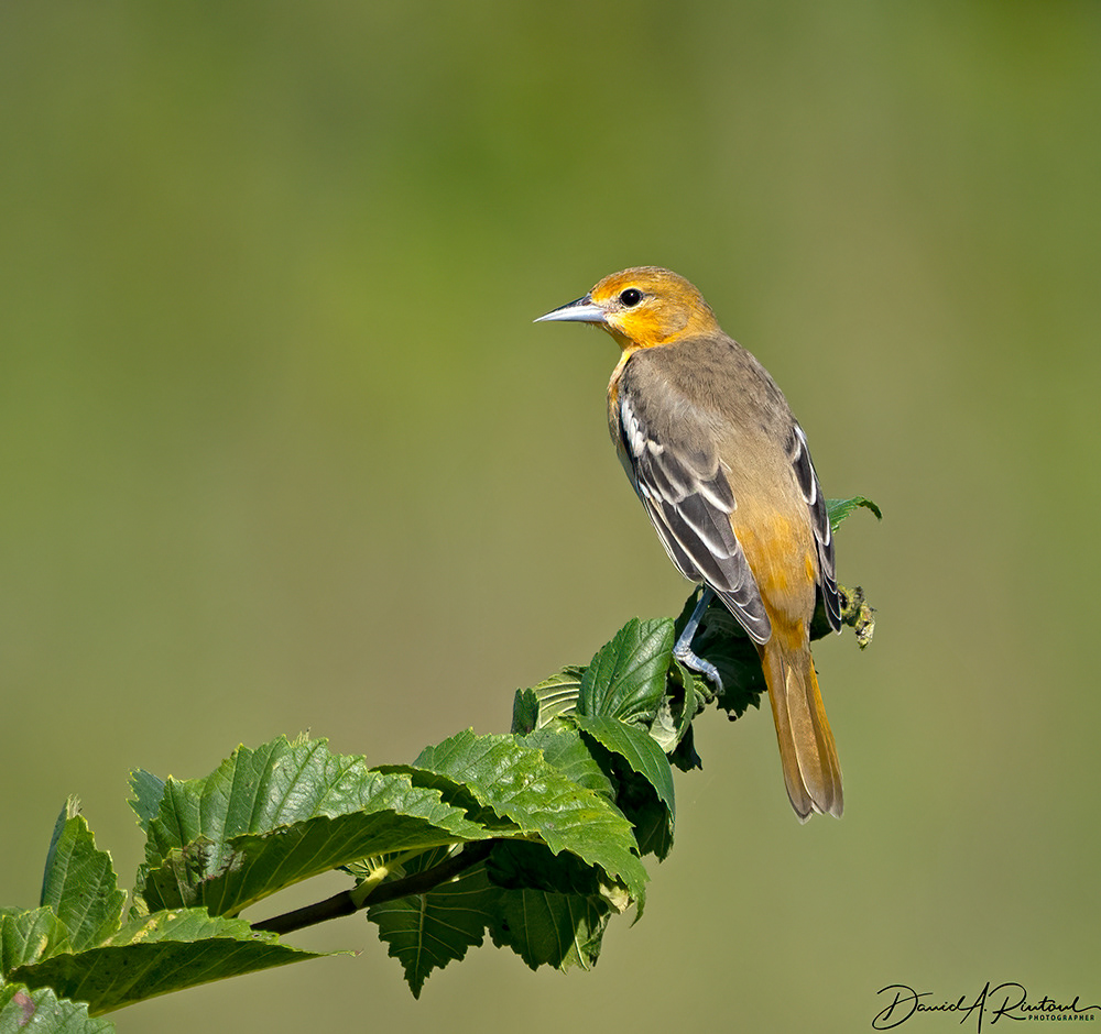 Baltimore Oriole, hatch-year male