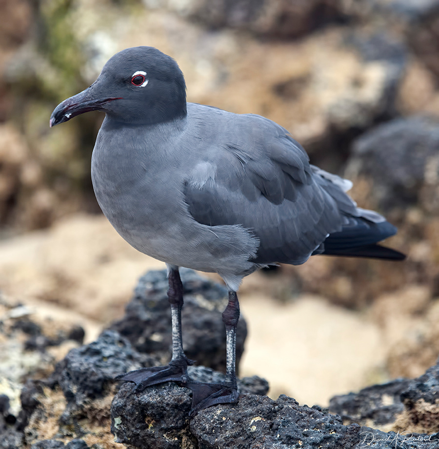 Lava Gull