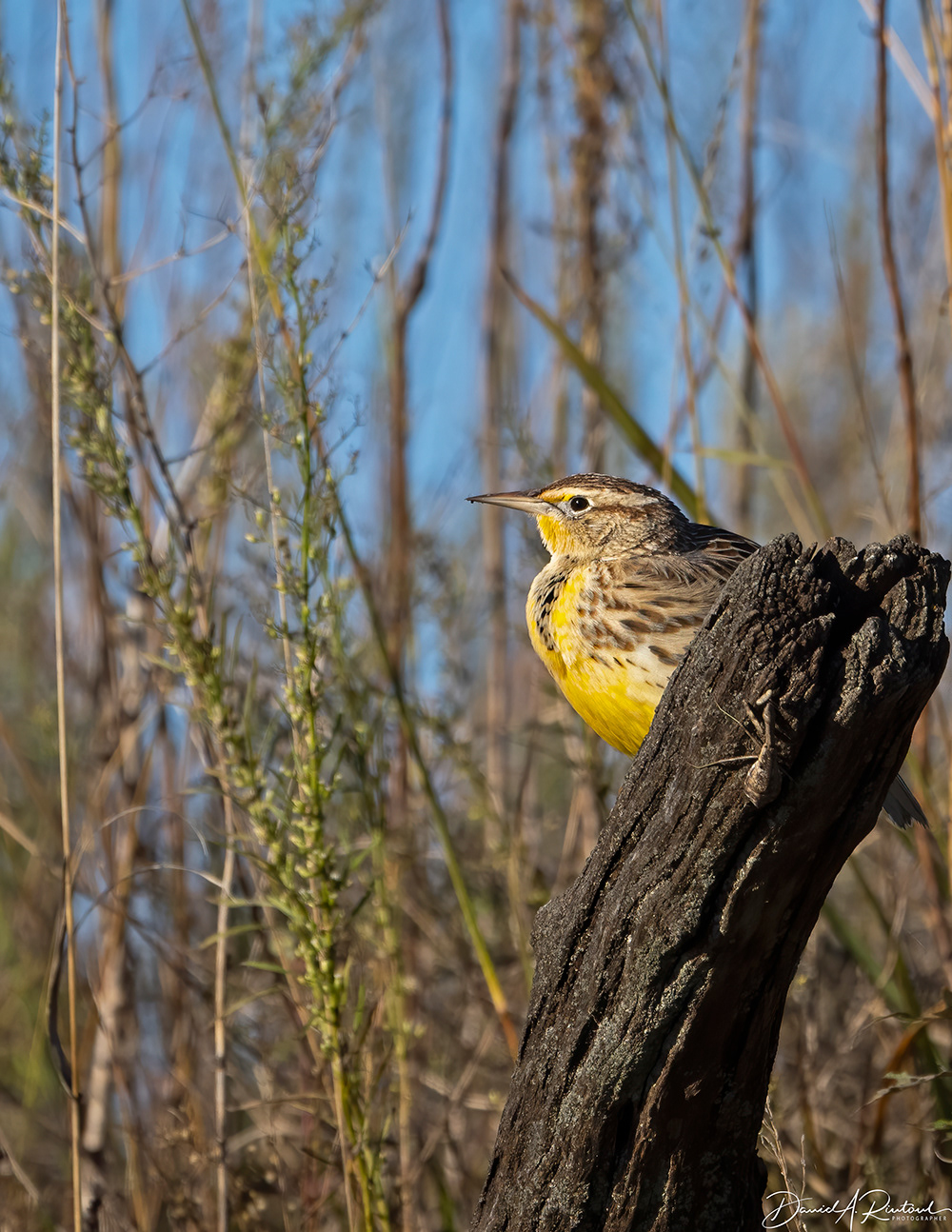 Western Meadowlark 2