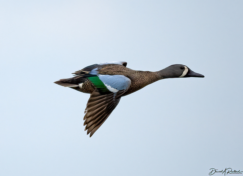 Blue-winged Teal, Drake in Flight