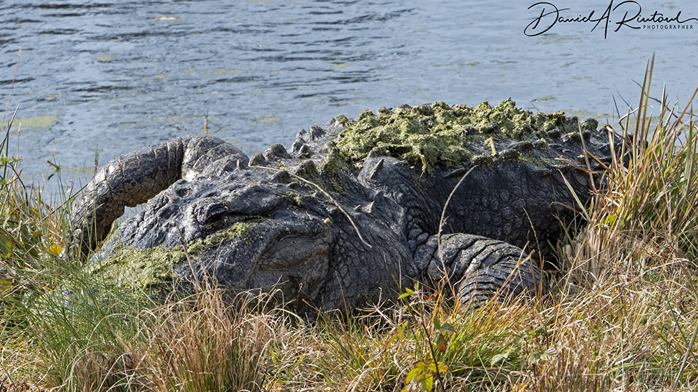 American Alligator