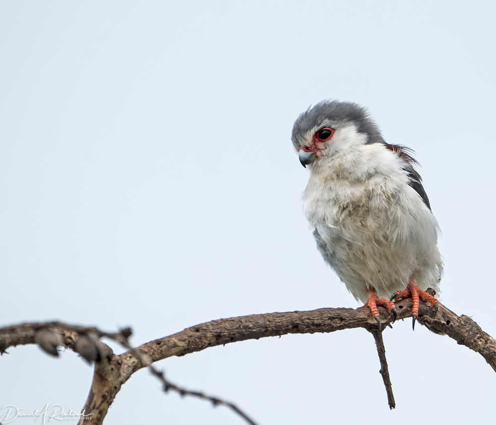 Pygmy Falcon