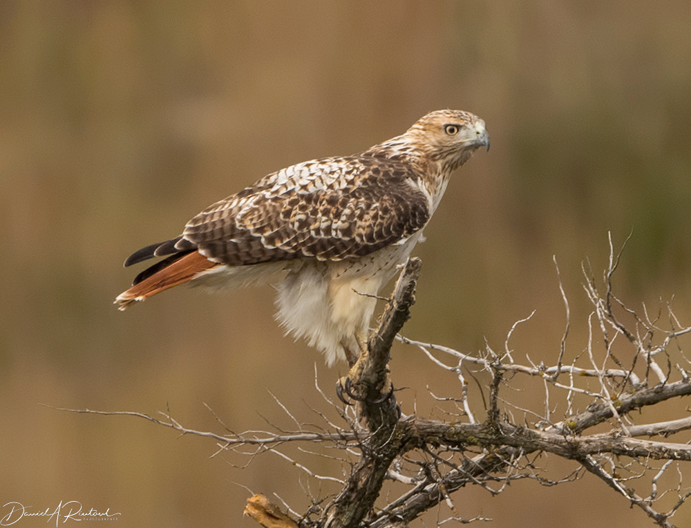 Red-tailed Hawk 10