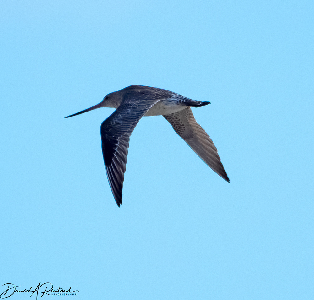 Bar-tailed Godwit