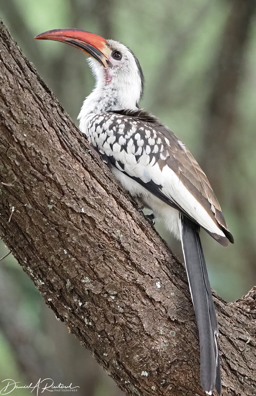 Red Hornbill
