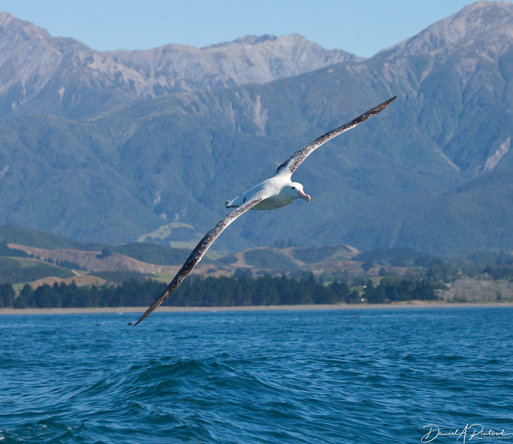 Wandering Albatross