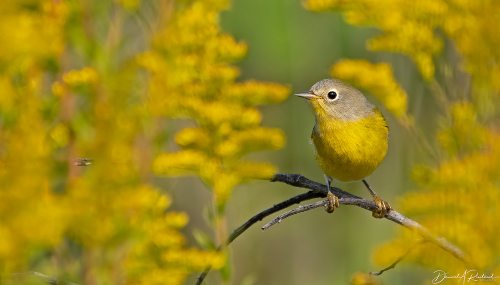 Nashville Warbler