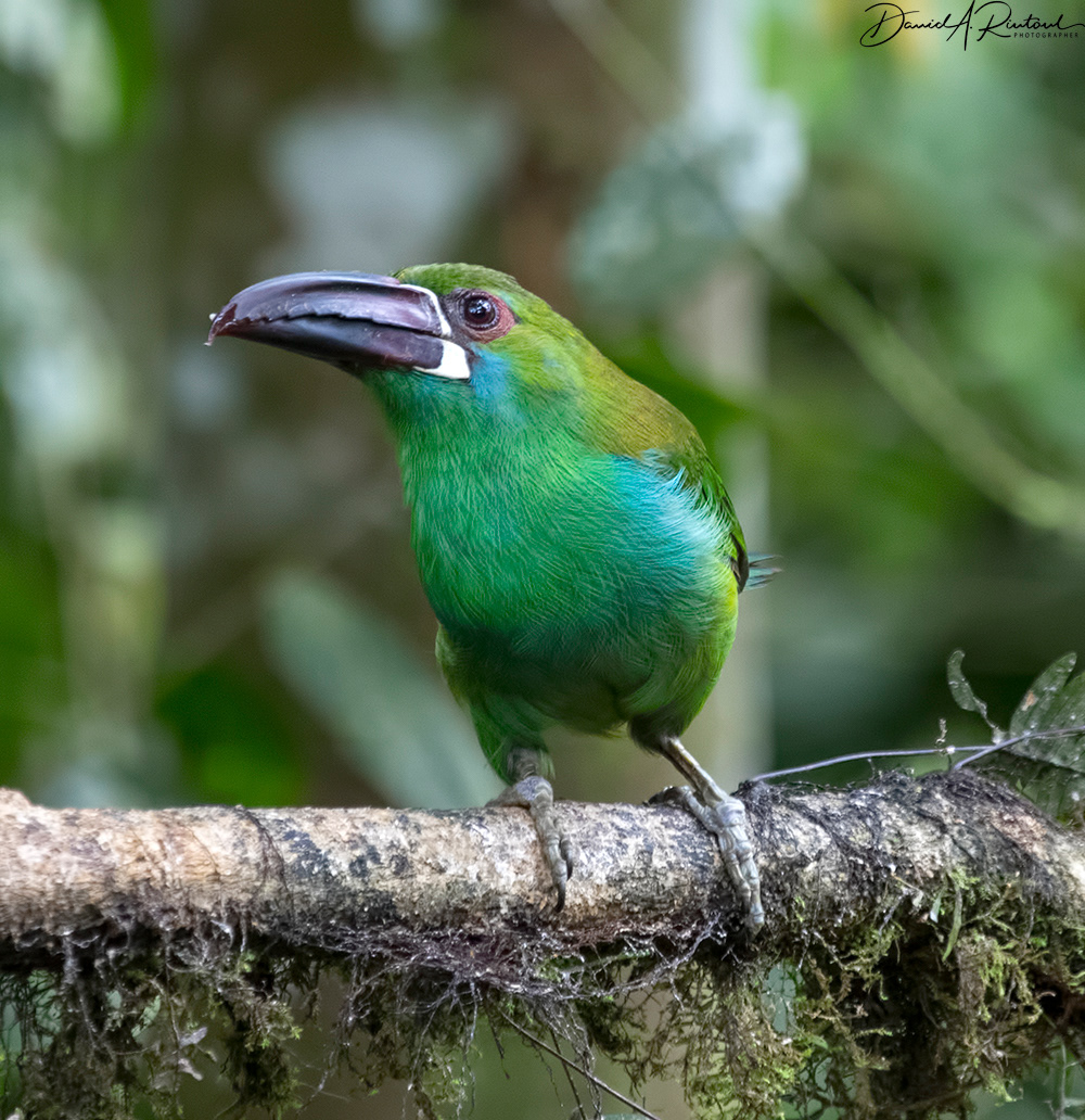 Crimson-rumped Toucanet