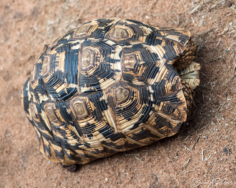 Leopard tortoise