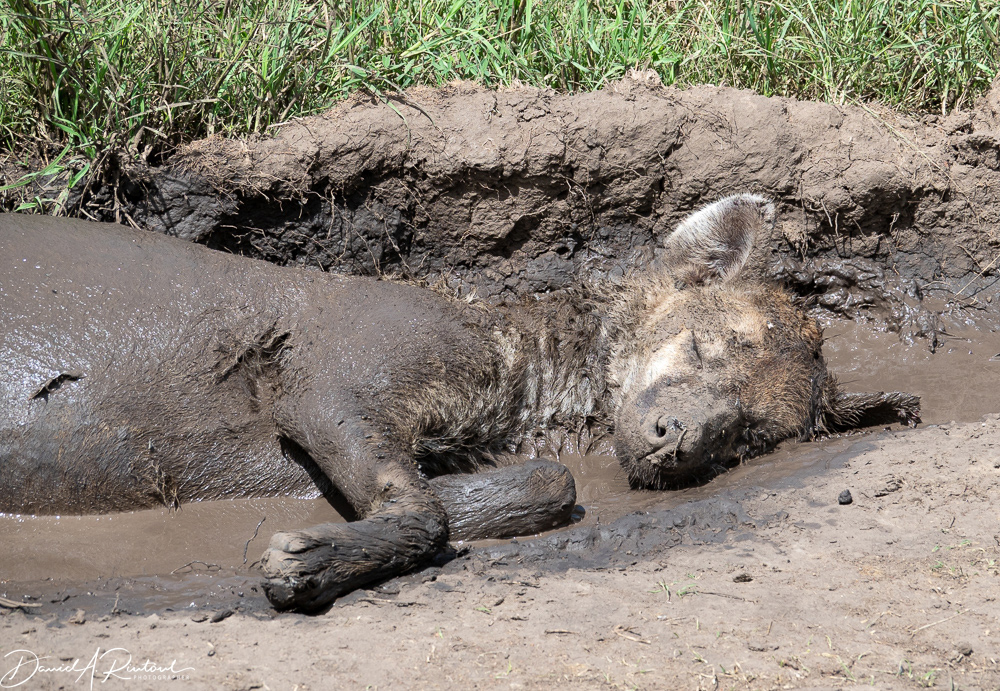 Hyena taking a mud bath