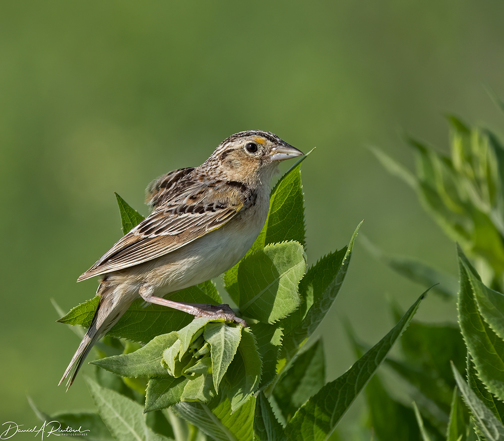 Grasshopper Sparrow 4