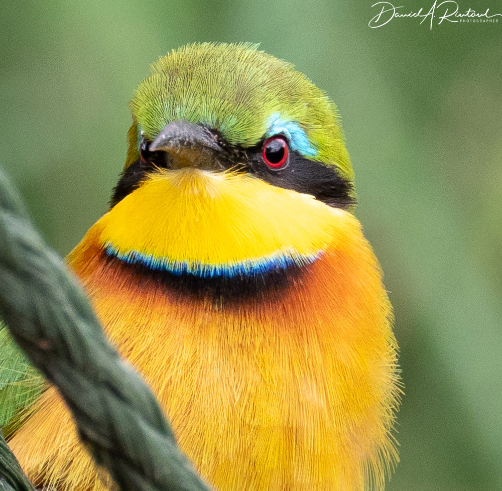 Little Bee-eater 1