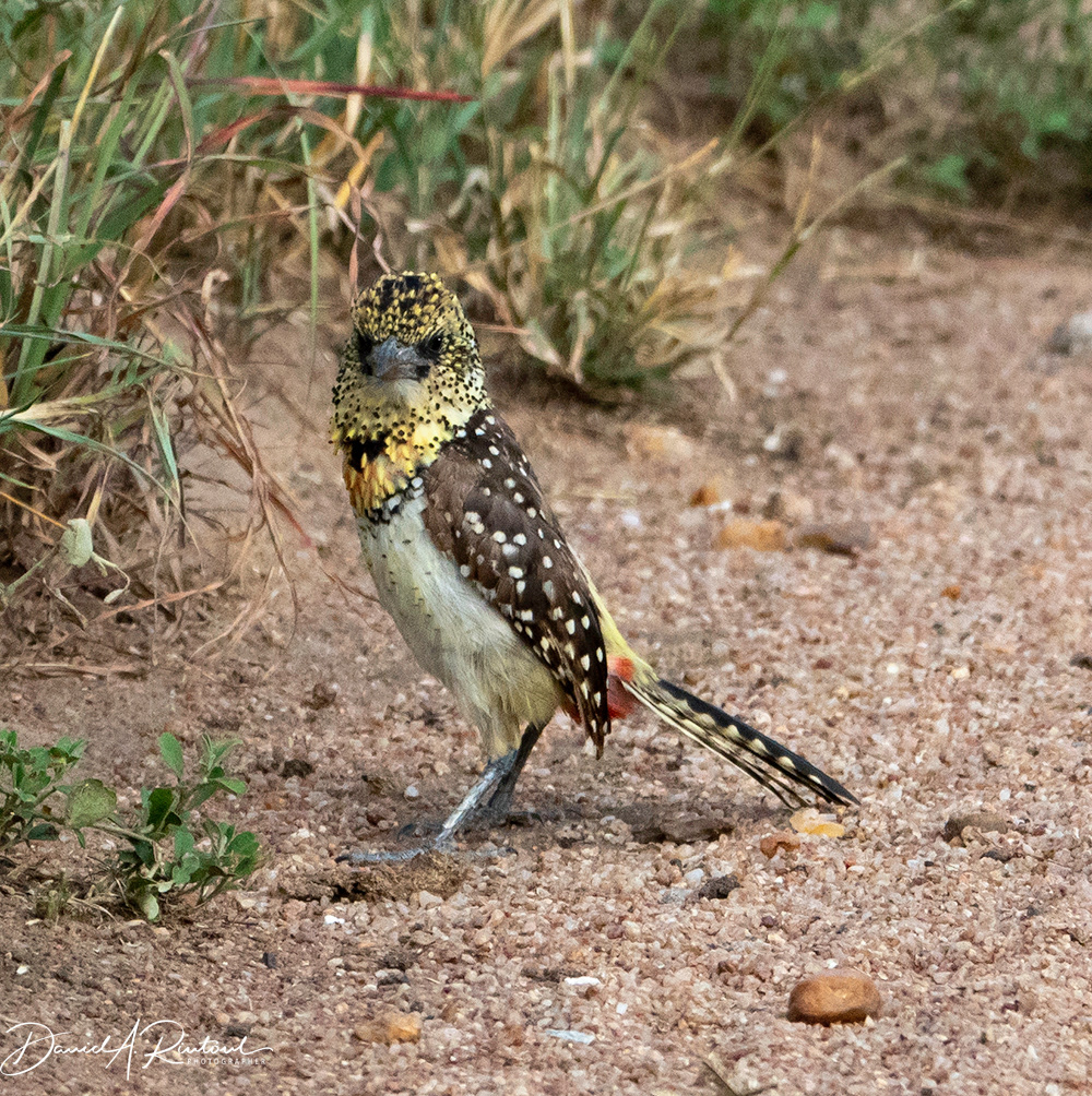 Usambiro Barbet