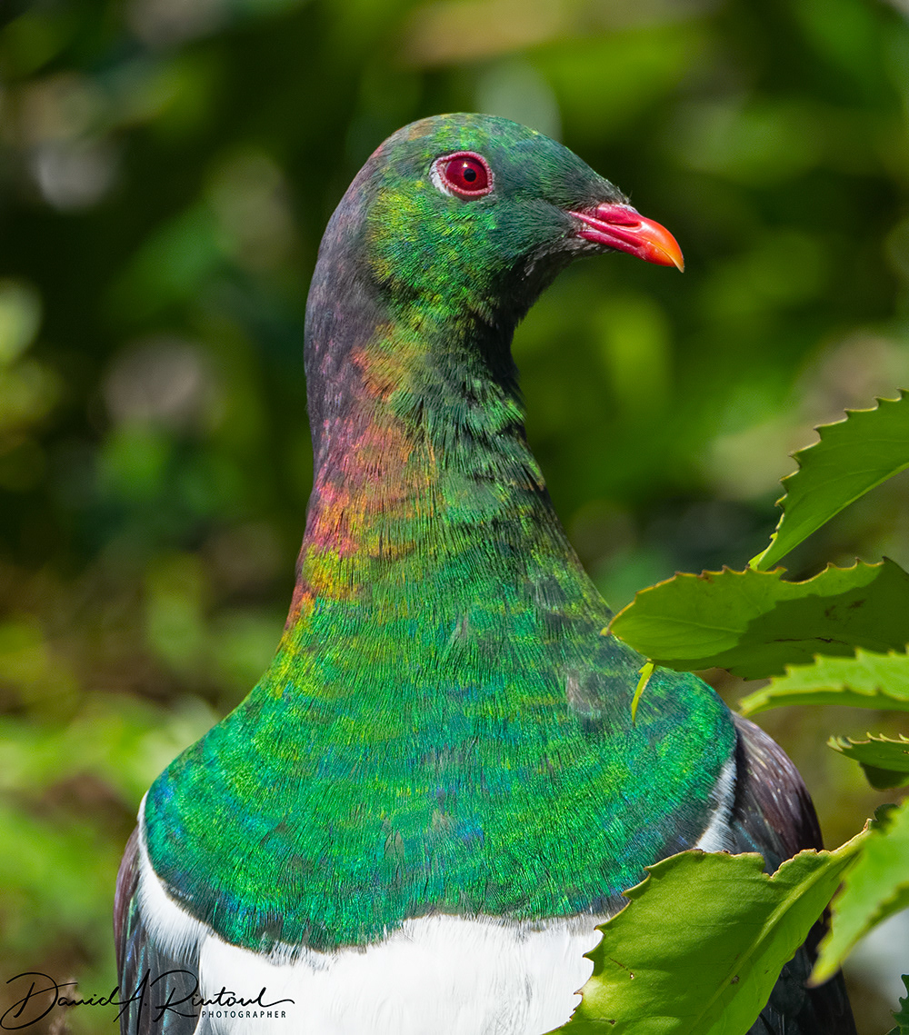 Kereru