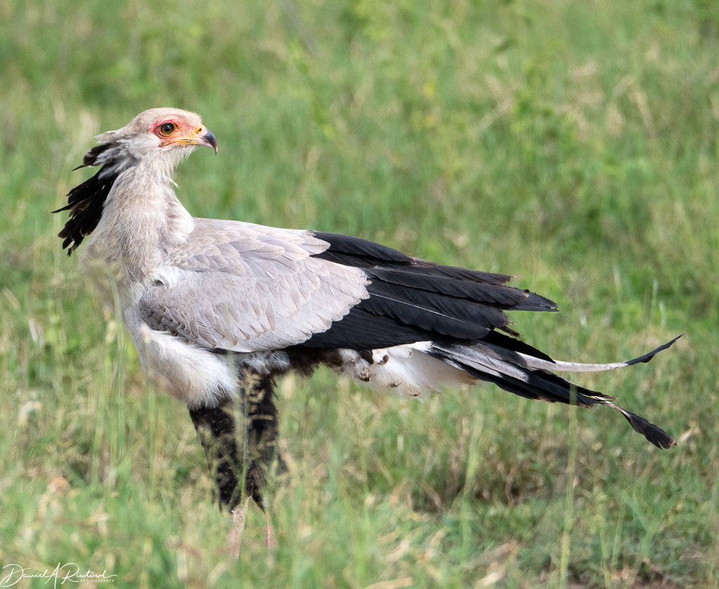 Secretary Bird 7