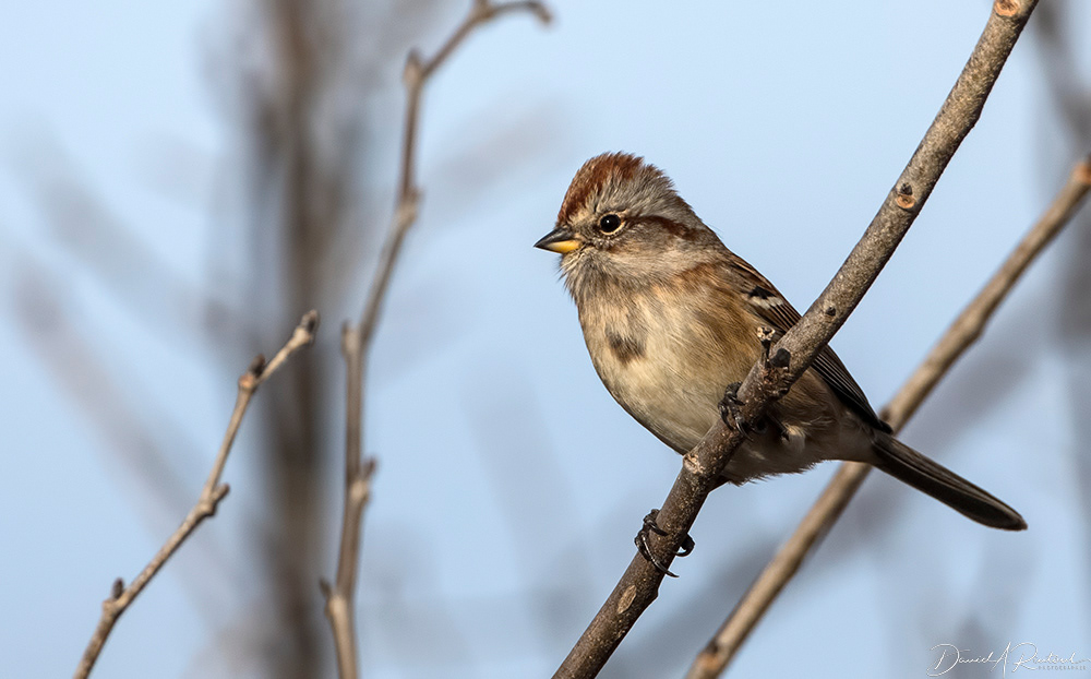 American Tree Sparrow