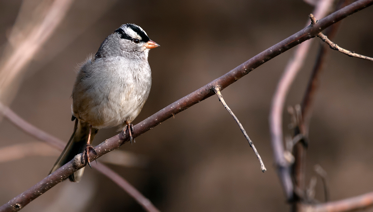 White-crowned Sparrow 1