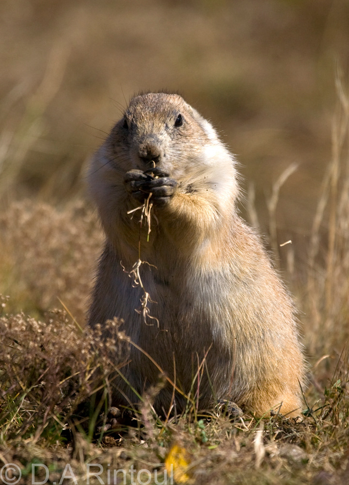 Black-tailed Prairie Dog