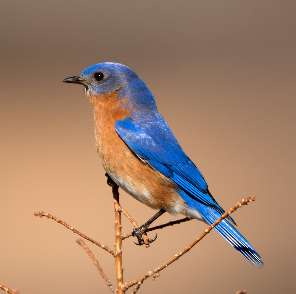 Eastern Bluebird 3