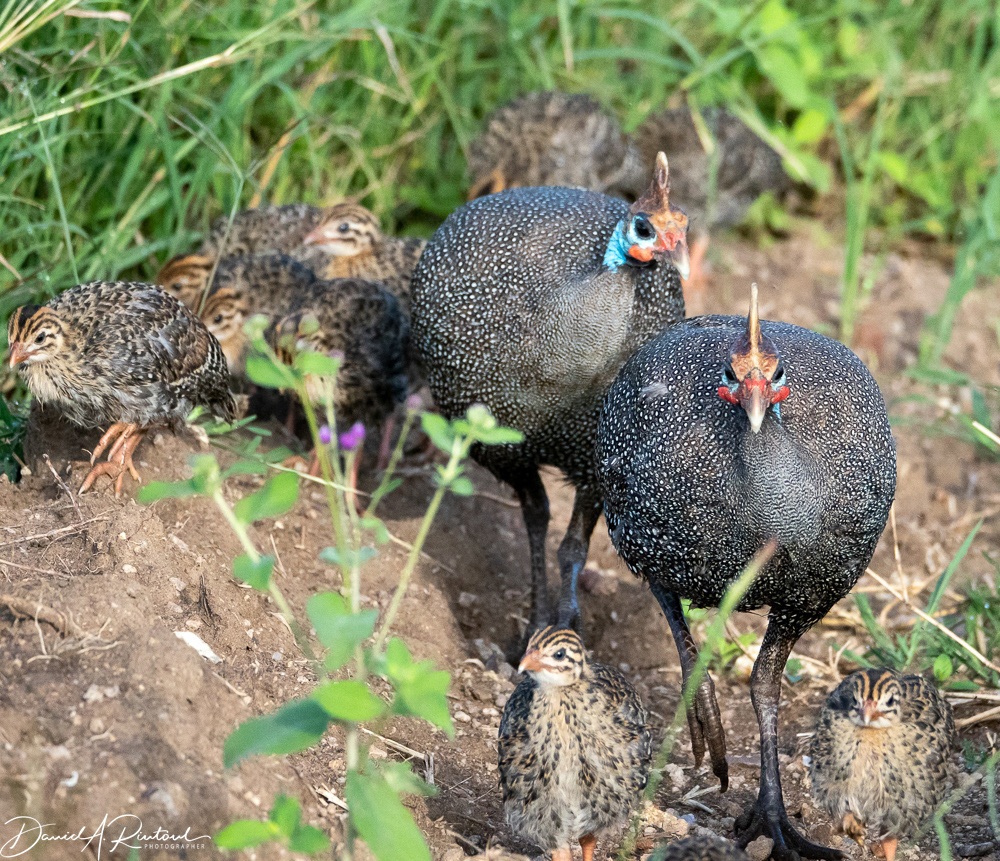 Helmeted Guineafowl