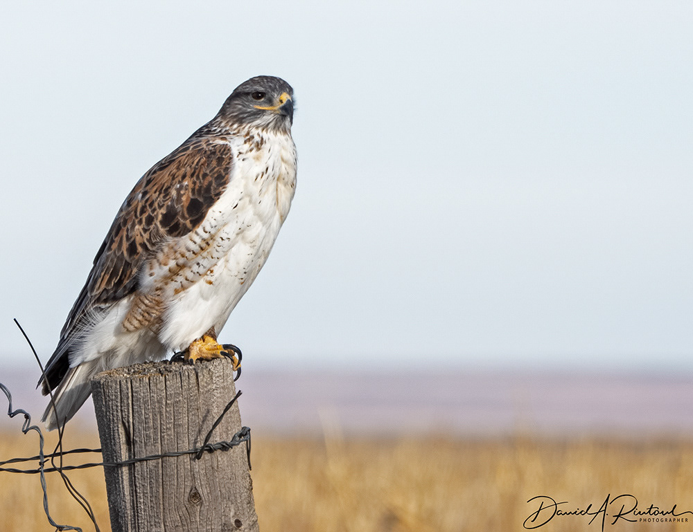Ferruginous Hawk