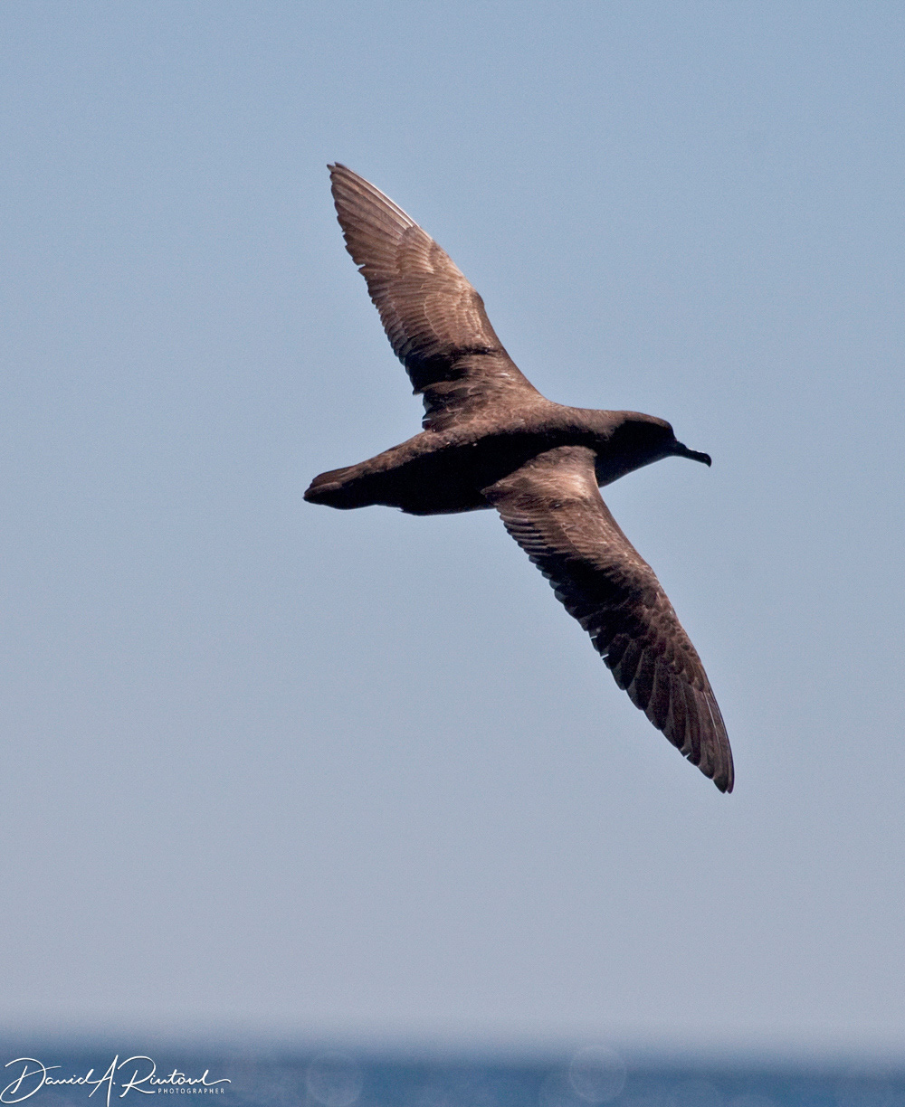 Short-tailed Shearwater