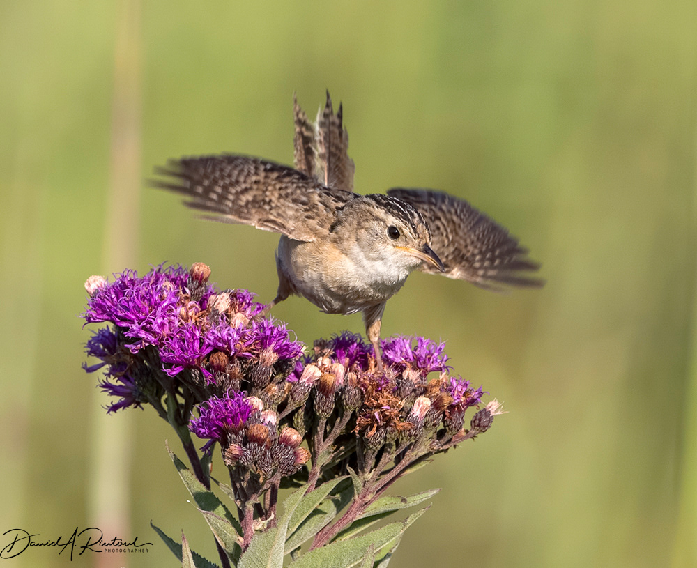 Sedge Wren 3