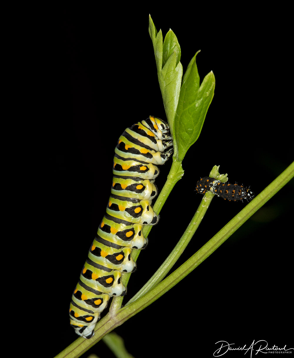 Black Swallowtail caterpillars