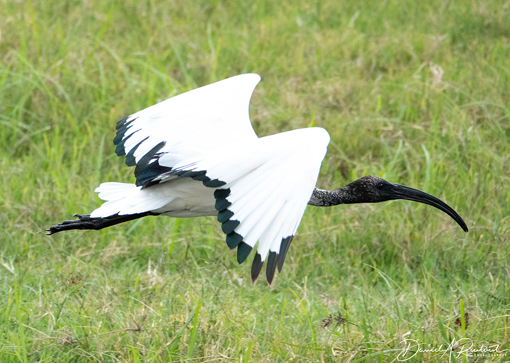 Sacred Ibis