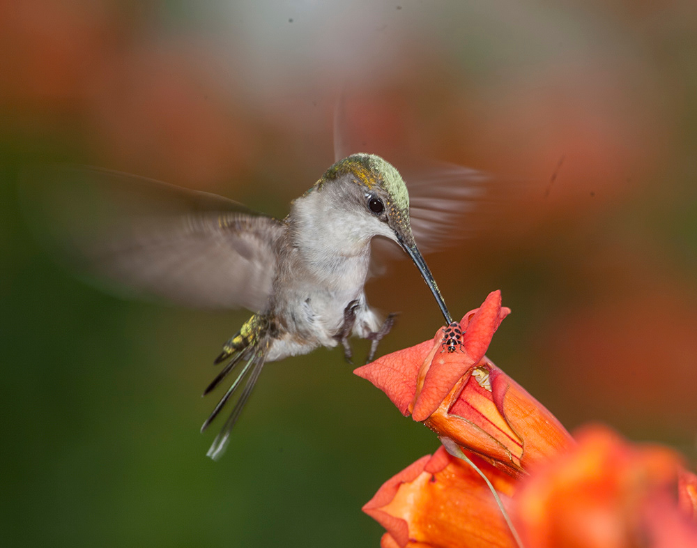 Ruby-throated Hummingbird