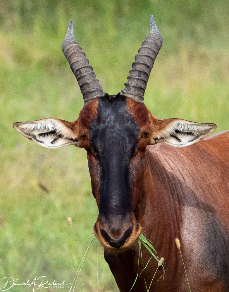 Topi